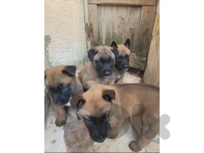 4 jrawe lal be3 /each 150$