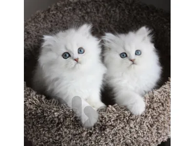 Pure persian kittens blue eyes