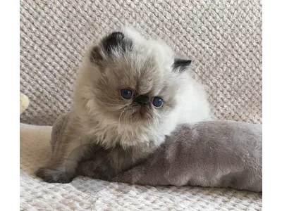 Persian exotic available