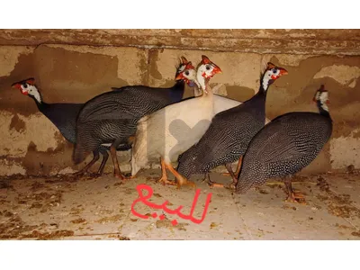 فرعون فرعون