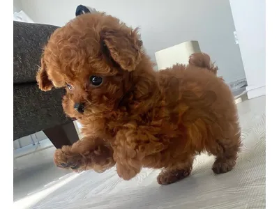POODLE & MALTIPOO more pets available SPECIAL OFFERS!!!