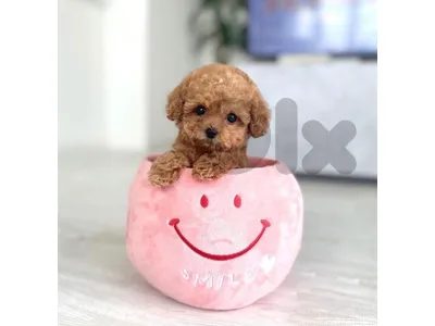 POODLE & MALTIPOO more pets available SPECIAL OFFERS!!!