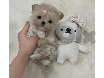 BICHON, MALTIPOO & POODLE available SPECIAL OFFERS!!!