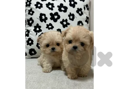 BICHON, MALTIPOO & POODLE available SPECIAL OFFERS!!!