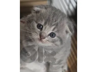Scottish fold pure
