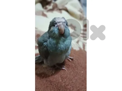 كاكاريكي ازرق مروض و مميز و روز البينو مروض للبيع