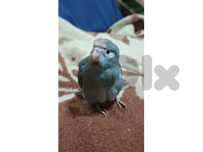 كاكاريكي مروض مميز للبيع ، كويكر اخضر سوبر ترويض و مميز