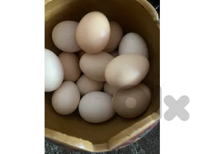 بيض بلدي طازج وملقح من دجاج بلدي