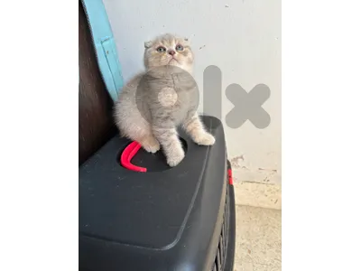 Scottish Fold  pure short hair kittens Available