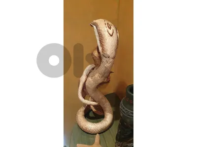 real cobra & real mongoose togethr