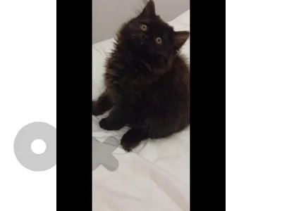 Persian kitten for sale