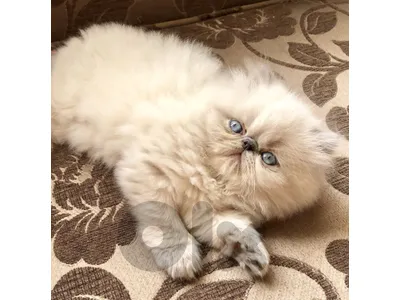 Persian himalayan very high quality