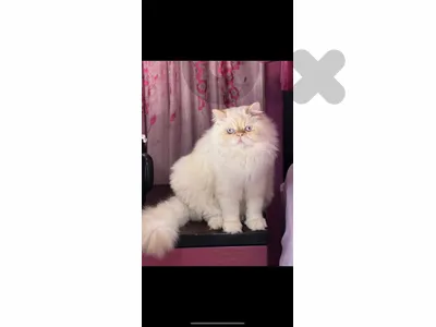 katkout