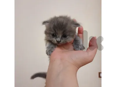 British kittens