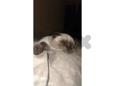 scottish fold