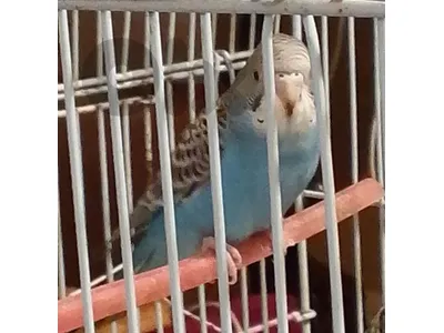 جوذ بادجي للبيع مع لفراخ