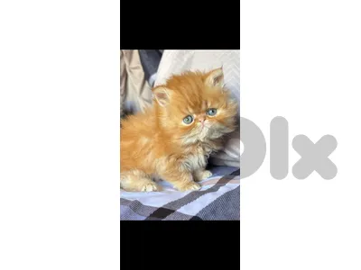 kittens for sale