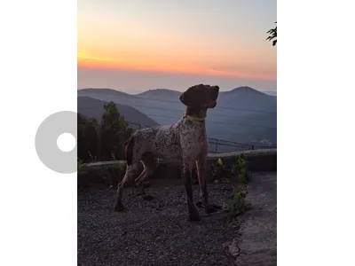 pointer_GSP_Malinois