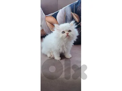 kittens for sale
