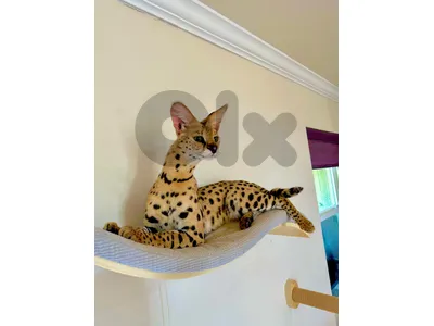 savvanah cat