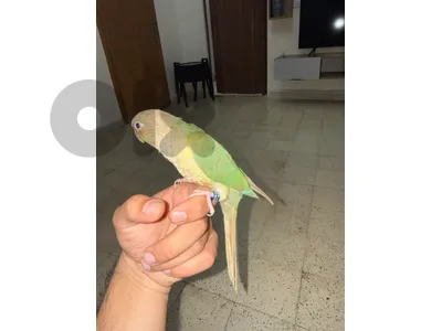 كنيور