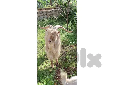 goat for sake