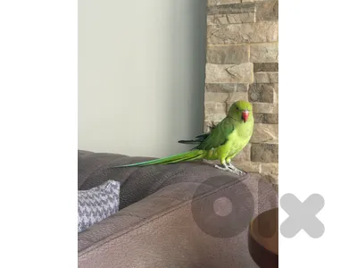 RING NECK PARROT WITH CAGE
