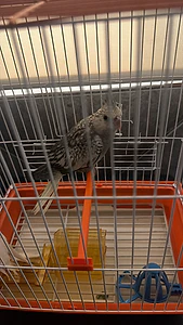 TAMED COCKATIEL
