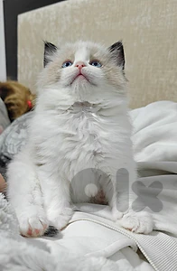 male ragdoll