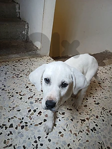 Labrador puppy for sale