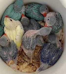 indian ringneck