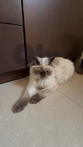 Female Himalayan looking for a healthy male partner for mating