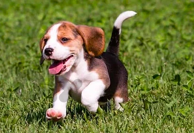 Beagle for sale