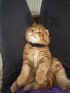 male orange kitten