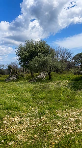 Land for Sale in Rachkida, Batroun أرض للبيع في رشكيدا، البترون