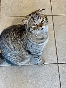 cats for sale