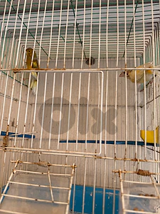 canary