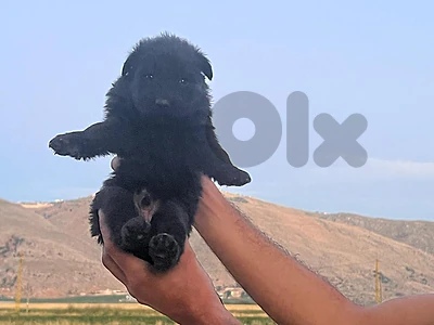 Full black German Shepherd