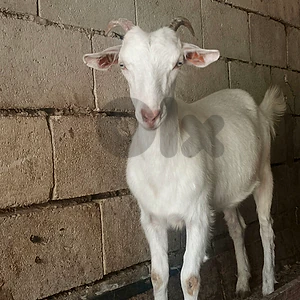 الهرمل
