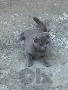 cute kitten for sale ( 5 months )