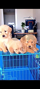 golden retriever