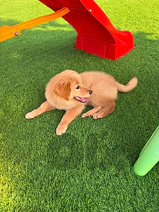 Golden retriever