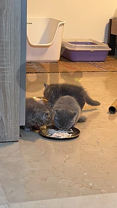 🐱 British Shorthair Kittens for Sale 🐱  قطط بريتيش شورت هير للبيع 🐱