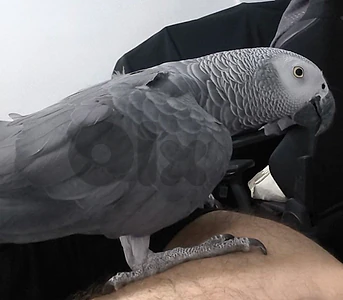 african grey