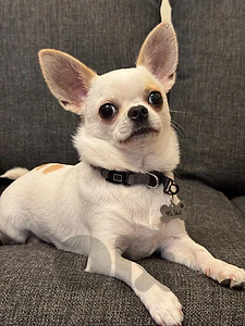 chihuahua female for mating