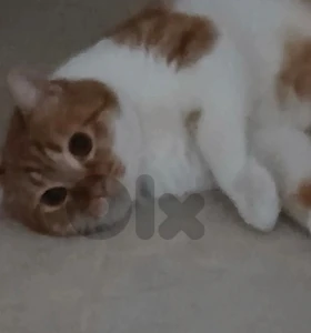 orange cat for adoption