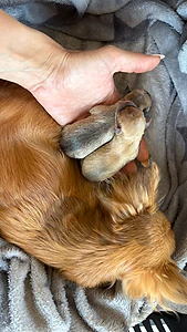 Adorable chihuahuas