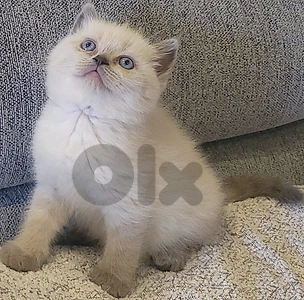 British shorthair