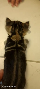 2 weeks kitten for sale