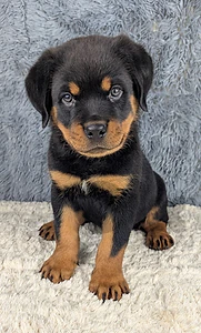 Rottweiler Puppies NOW AVAILABLE 💫